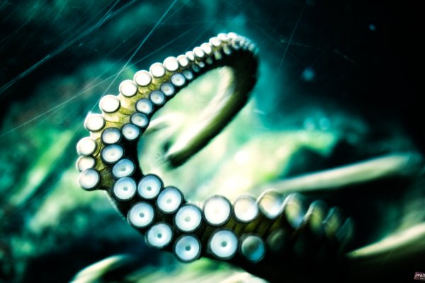 Kraken ссылка актуальная