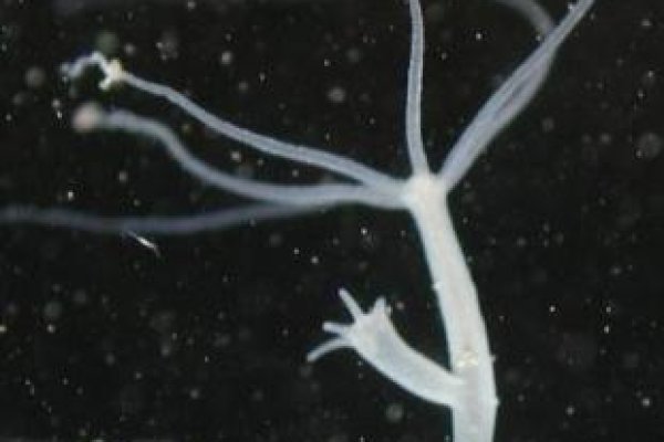 Kraken 11at