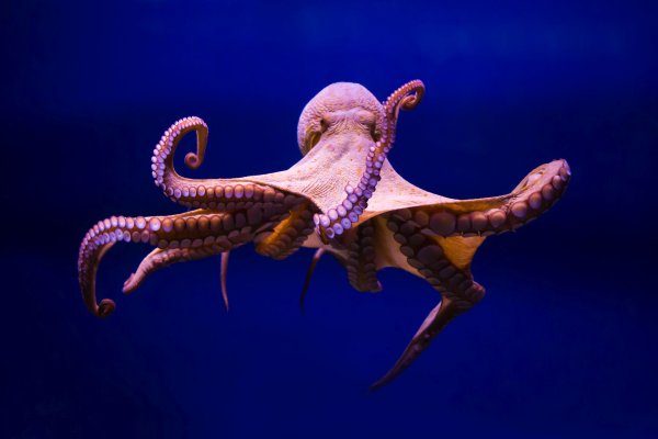 Кракен актуальная ссылка kraken torion net
