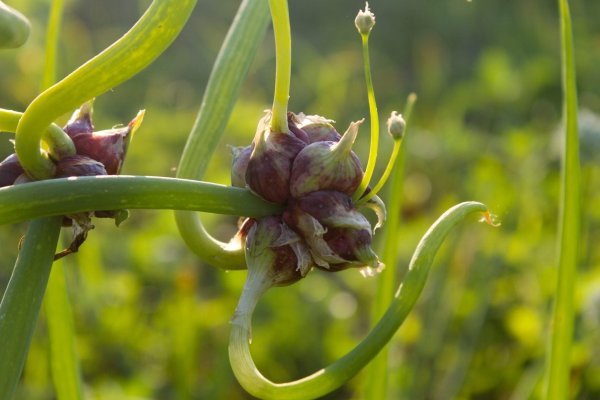 Kraken onion link