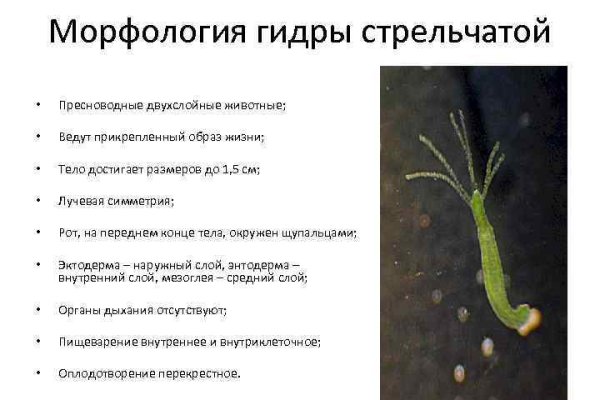 Кракен наркошоп сайт
